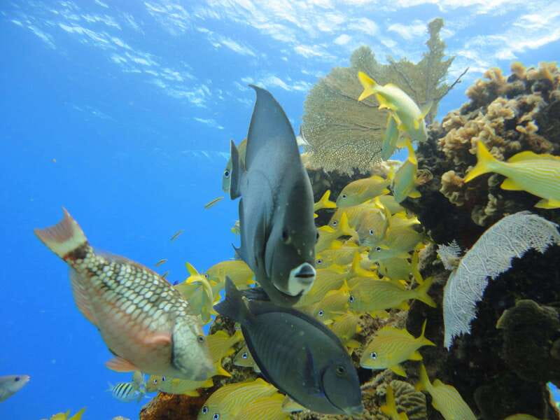 Cozumel: VIP Glass Bottom Boat & Snorkeling 3 Reefs Tour - Should You Book It?