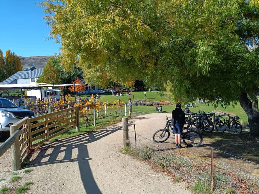 Cromwell: Lake Dunstan Trail Bike Rental and Luxury Shuttle - The final ride into Clyde