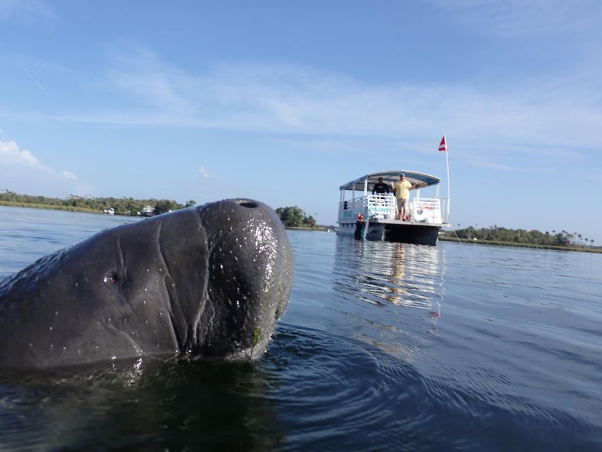Crystal River: VIP Manatee Swim w/ In-water Photographer - Key points at a glance