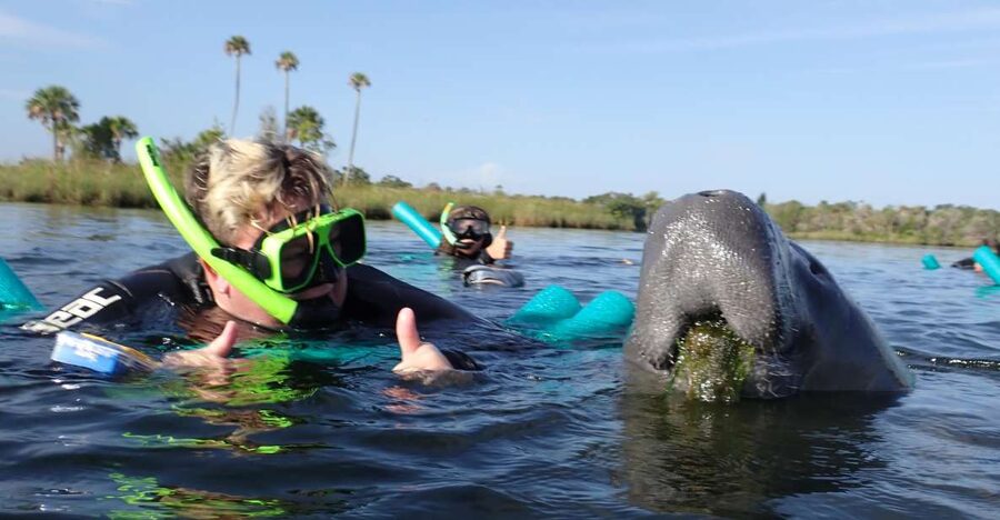 Crystal River: VIP Manatee Swim w/ In-water Photographer - Why Crystal River is special for manatees