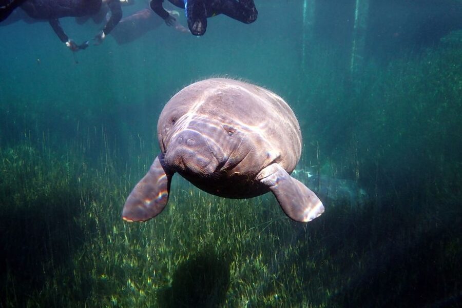 Crystal River: VIP Manatee Swim w/ In-water Photographer - Getting into the water with wild manatees