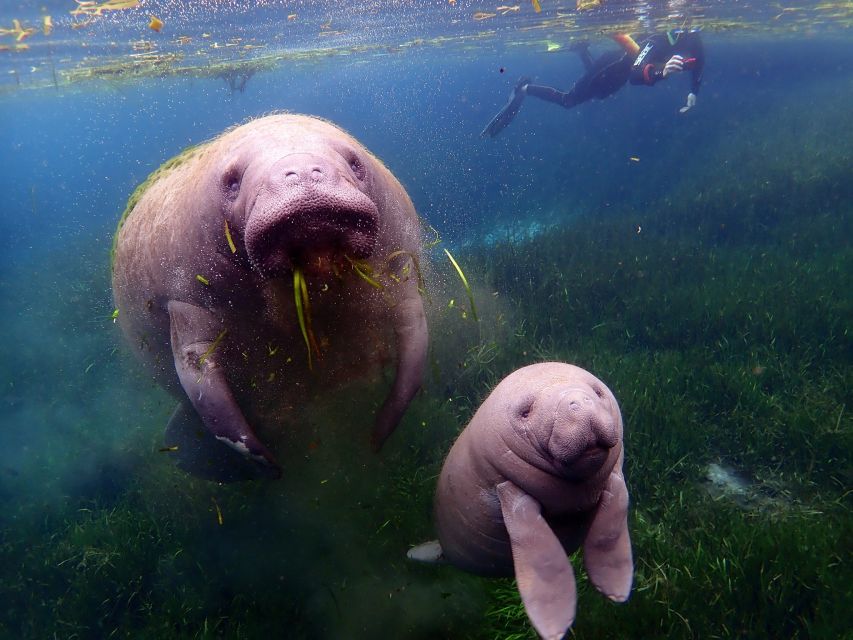Crystal River: VIP Manatee Swim w/ In-water Photographer - Photography: useful service, mixed results