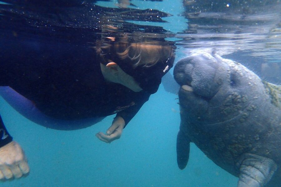 Crystal River: VIP Manatee Swim w/ In-water Photographer - The first 30 minutes: briefing, gear, and useful rules