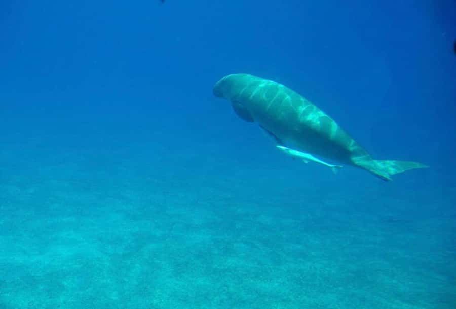 Dahab: luxury Snorkeling cruise with buffet lunch - Crew service and safety on the water