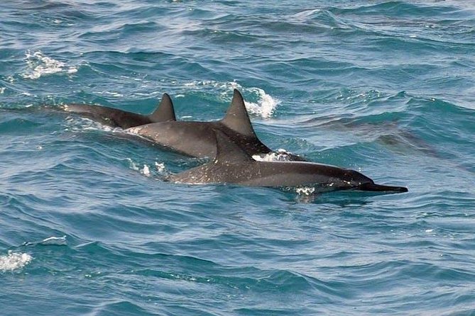 Deluxe Snorkel & Dolphin Watch Aboard a Luxury Catamaran from Kailua-Kona - Should you book the Red Hill cruise?