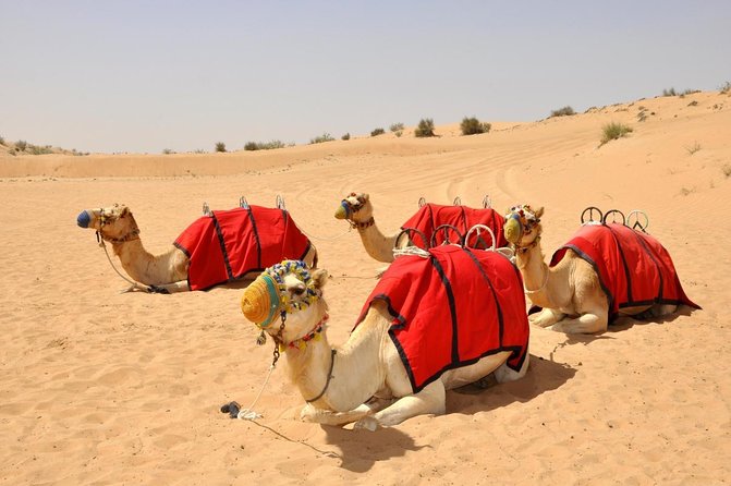 Desert Safari: Luxury Fortress Dinner, Camel Ride & Dune Bashing - What makes this safari worth a look