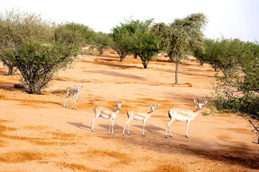 Dubai: Overnight Safari with Luxury Dome Stay & Stargazing - Sunrise, breakfast, and the slow morning