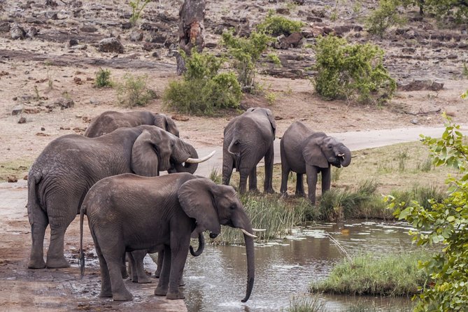Durban: Big 5 Safari - Open Safari Vehicle at Exclusive Reserve - Key points at a glance