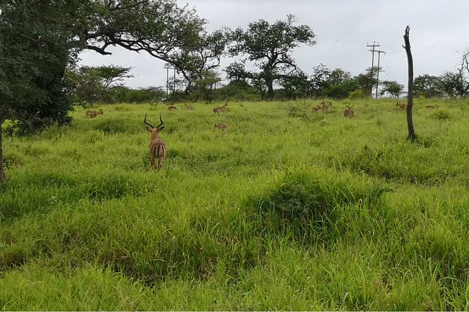 Durban: Big 5 Safari - Open Safari Vehicle at Exclusive Reserve - Big 5 hopes, and the reality of wildlife sightings