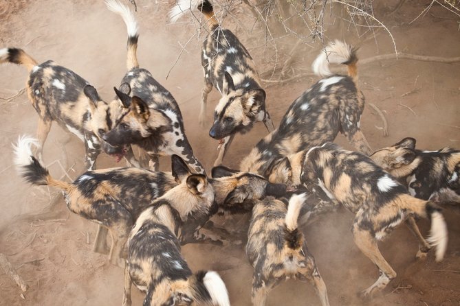 Durban: Big 5 Safari - Open Safari Vehicle at Exclusive Reserve - Food, equipment, and what you should bring