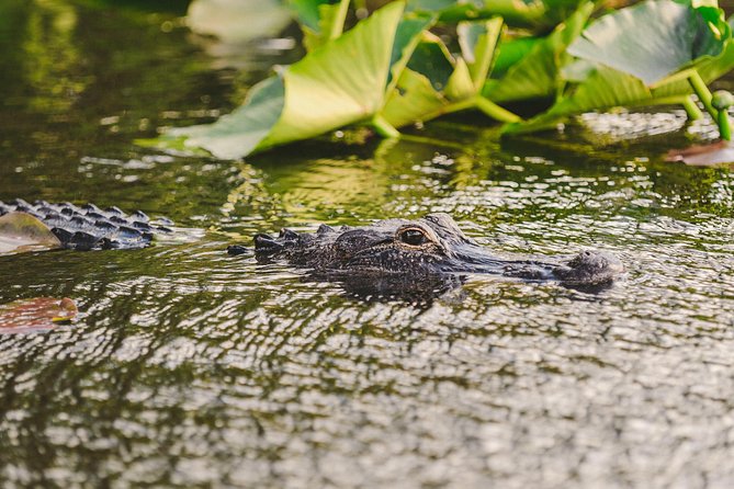 Everglades VIP Airboat Tour with Transportation Included - The alligator show: check what is included