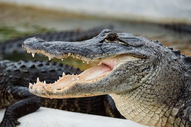 Everglades VIP Airboat Tour with Transportation Included - Comfort, sound, and the practical details
