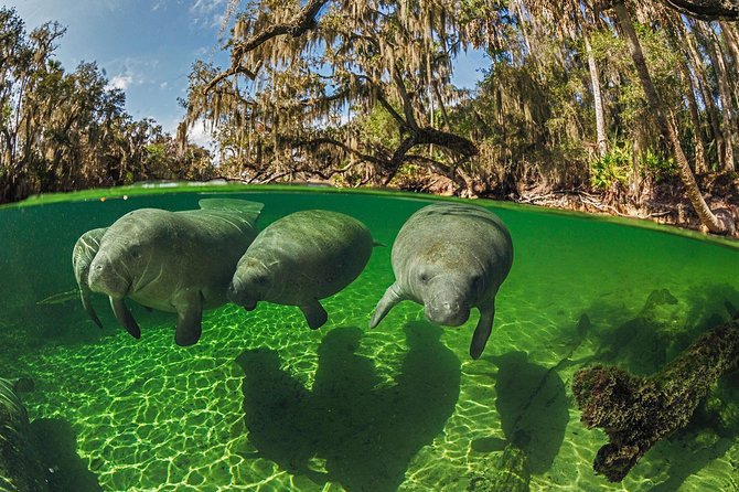 Exclusive Small Group VIP Heated Manatee Snorkel Tour - Boarding the covered pontoon boat