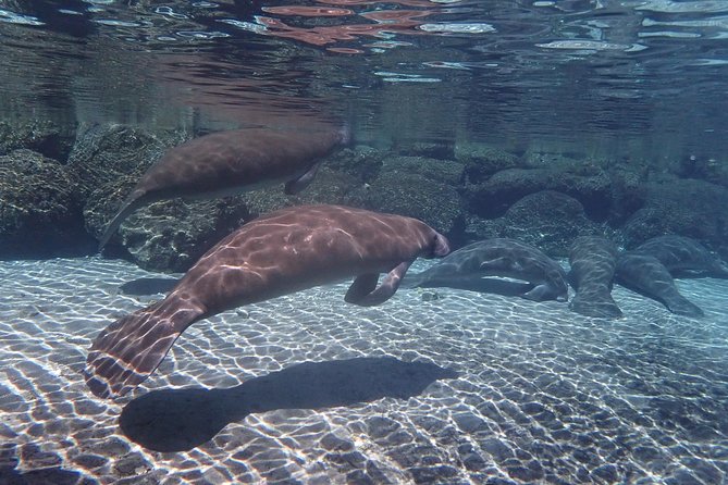 Exclusive Small Group VIP Heated Manatee Snorkel Tour - Finding manatees in the refuge
