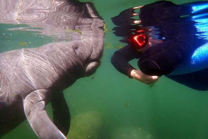 Exclusive Small Group VIP Heated Manatee Snorkel Tour - Snorkeling with the manatees, the right way