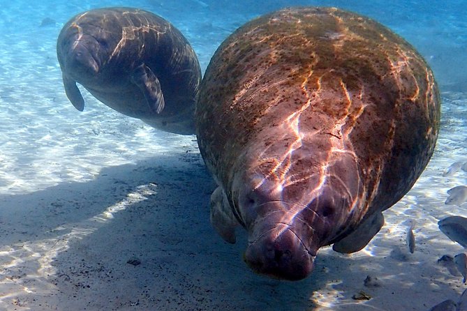 Exclusive Small Group VIP Heated Manatee Snorkel Tour - Starting at River Ventures in Crystal River