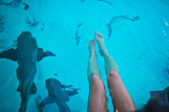 Exuma Elite Escape: Luxury Fly-In Pig Beach Adventure - 7 Stops - Compass Cay and the calm nurse sharks