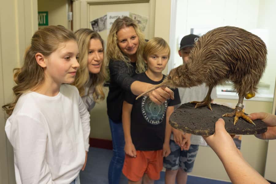 Franz Josef: Kiwi VIP Backstage Pass Tour -Booking Essential - What happens behind the kiwi facility