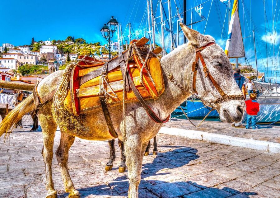 From Athens: Saronic Islands Full-Day Cruise with VIP Seats - Who should book this cruise?