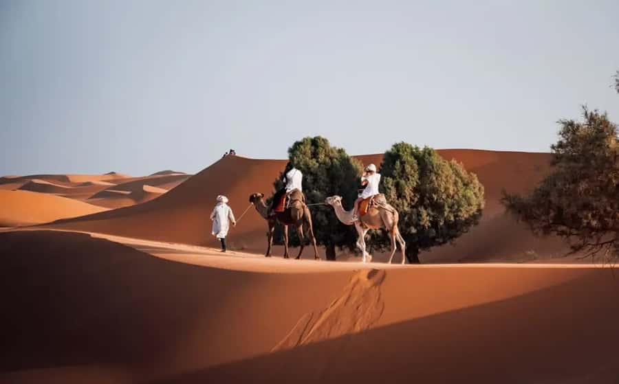 From Fes: 3-Day Luxury Desert Tour to Marrakech via Merzouga - Day 1: Ifrane, cedar trees, and the long road to Merzouga
