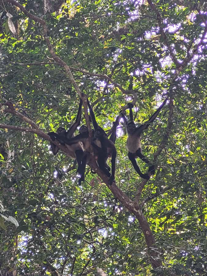 From Flores: Tikal VIP Exclusive cultural Tour All inclusive - Forest, wildlife, and the Maya setting