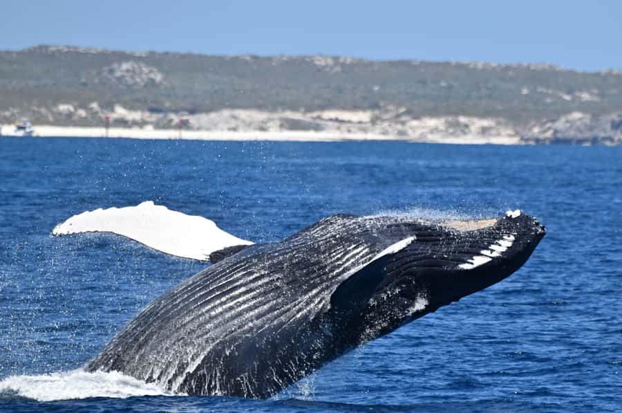 From Fremantle: 2-Hour Luxury Whale-Watching Cruise - Key points to know before you book