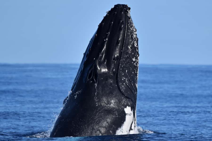 From Fremantle: 2-Hour Luxury Whale-Watching Cruise - Why the humpback season matters