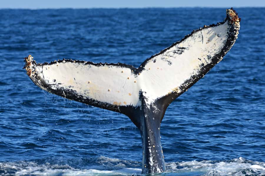 From Fremantle: 2-Hour Luxury Whale-Watching Cruise - Five decks make the Steep Point easy to use
