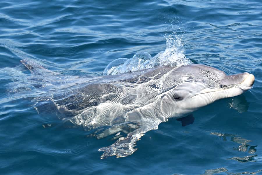 From Fremantle: 2-Hour Luxury Whale-Watching Cruise - What the commentary adds