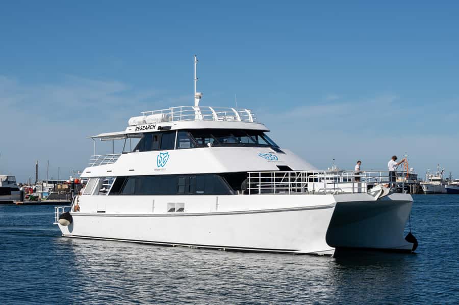 From Fremantle: 2-Hour Luxury Whale-Watching Cruise - Photography and the search for the best view