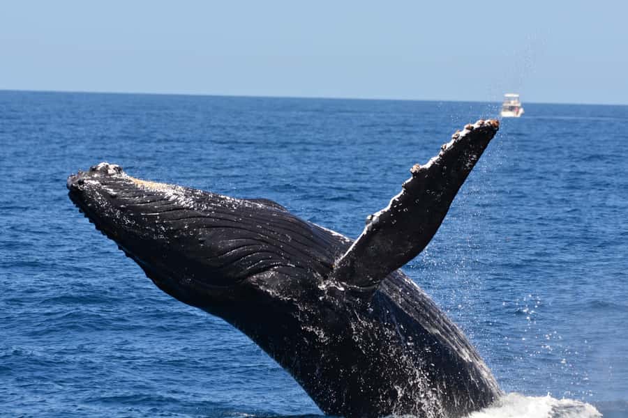 From Fremantle: 2-Hour Luxury Whale-Watching Cruise - Is $67 good value?