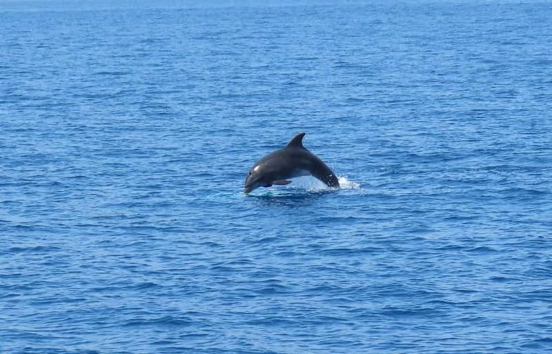 From Kos:A full day cruise in the newest luxury vessel! - Food, drinks, and the real value of $35