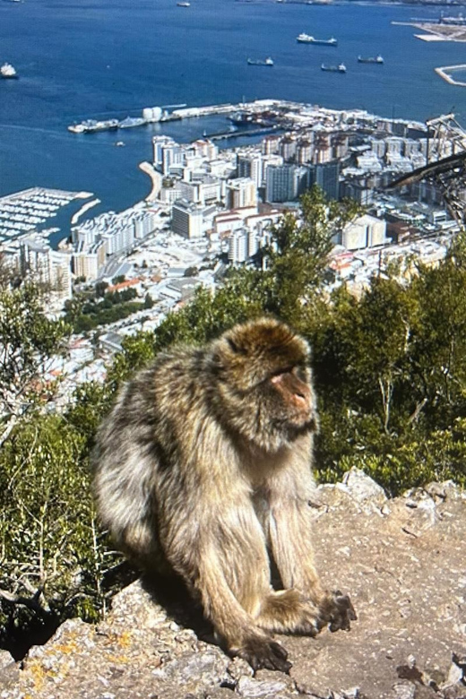 From Marbella/Estepona: VIP Gibraltar Tour Monkeys + Nature Reserve + Shopping - What you get from the monkeys and viewpoints