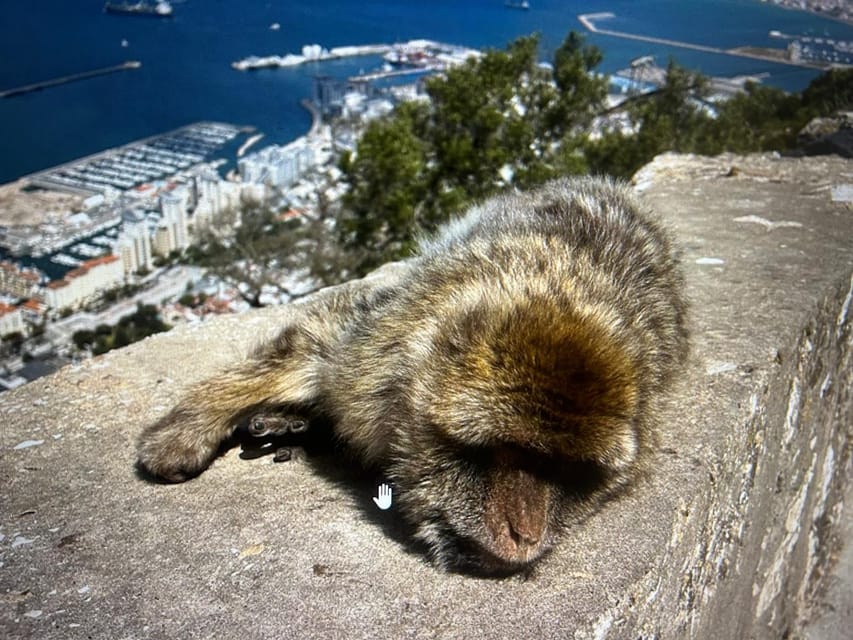 From Marbella/Estepona: VIP Gibraltar Tour Monkeys + Nature Reserve + Shopping - Walking into Gibraltar’s shopping center