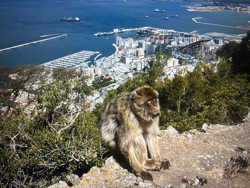 From Marbella/Estepona: VIP Gibraltar Tour Monkeys + Nature Reserve + Shopping - Why the private format matters