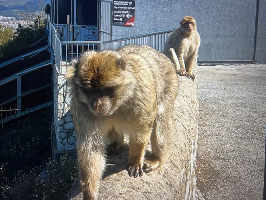 From Marbella/Estepona: VIP Gibraltar Tour Monkeys + Nature Reserve + Shopping - Practical details that affect your day