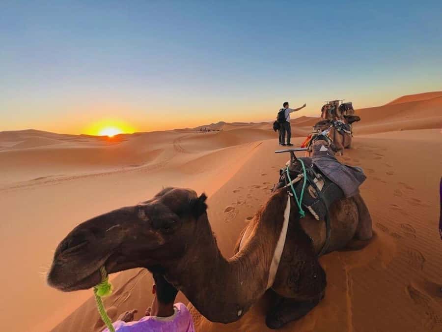 From Marrakech: 3-Day Luxury Desert Tour to Fes via Merzouga - Todgha Gorge gives day two a dramatic pause
