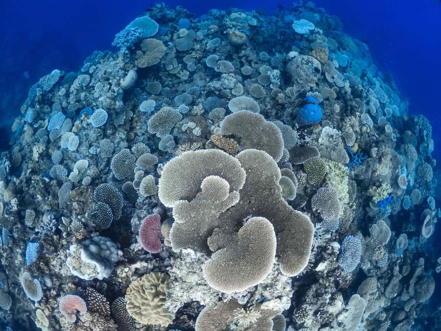 From Port Douglas: Outer Reef Cruise by Luxury Catamaran - A glass-bottom boat to the coral cay