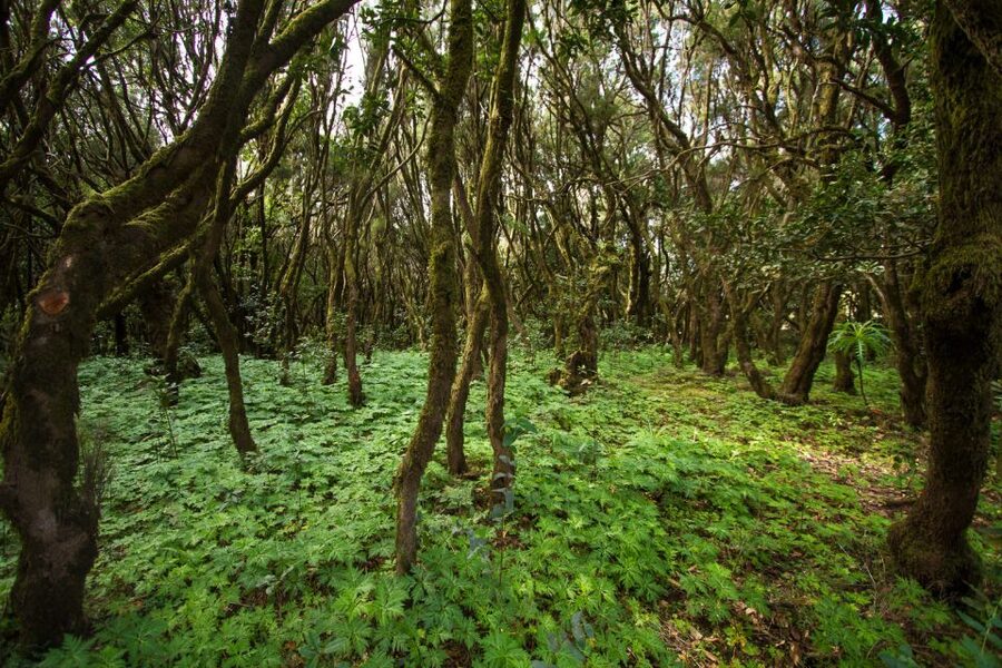 From Puerto de La Cruz: Full-Day Vip Tour to Gomera - Vallehermoso and Arure: viewpoints with different moods