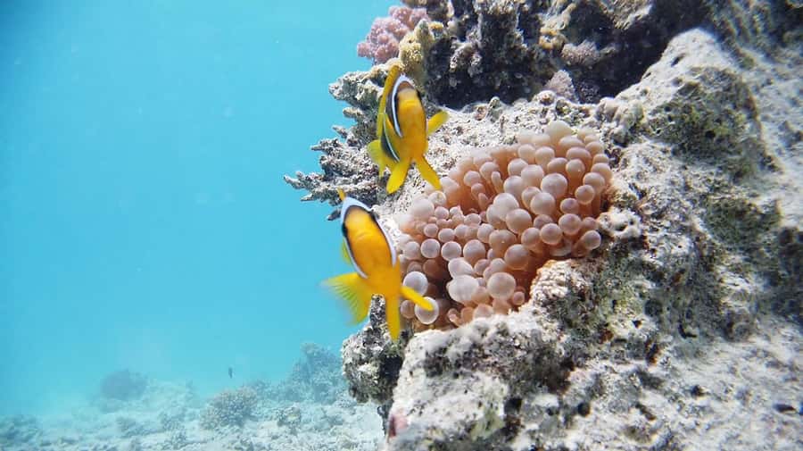 From Sharm: Luxury Diving cruise to Ras Mohammed with Lunch - What the first underwater session is like