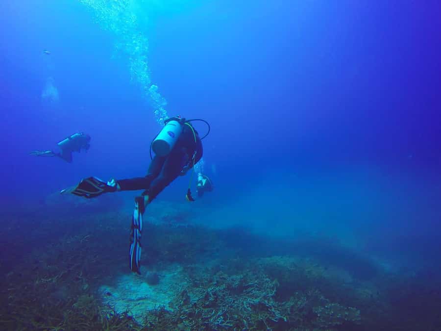 From Sharm: Luxury Diving cruise to Ras Mohammed with Lunch - Surface time, snacks, and snorkeling