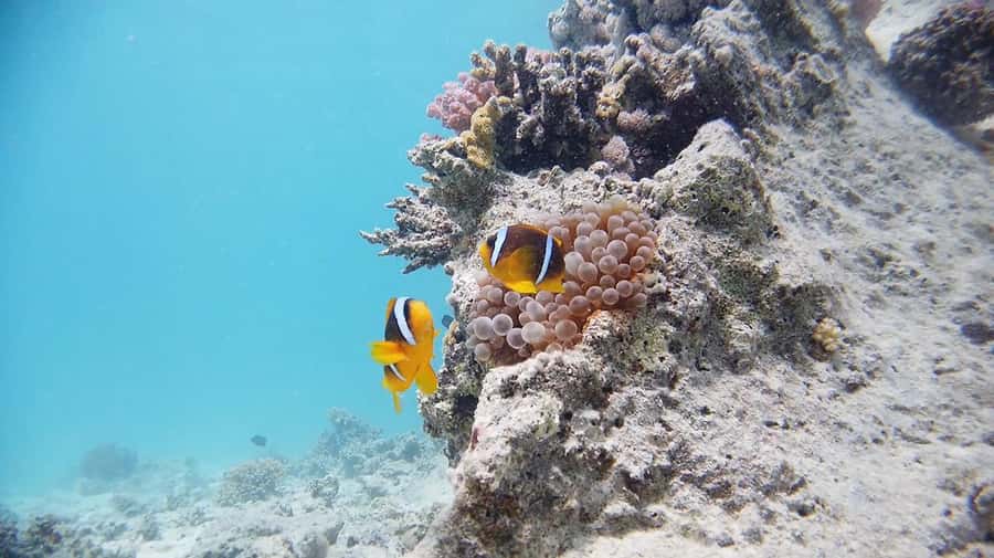 From Sharm: Luxury Diving cruise to Ras Mohammed with Lunch - Staff, languages, and safety
