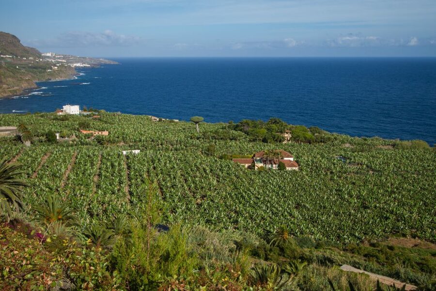 From South Tenerife: VIP Grand Tour Tenerife island - Vilaflor on the return toward the south