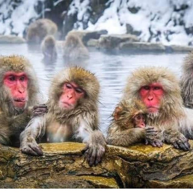From Tokyo/Nagano: Luxury Snow Monkey Private Full-Day Tour - Key points before you book