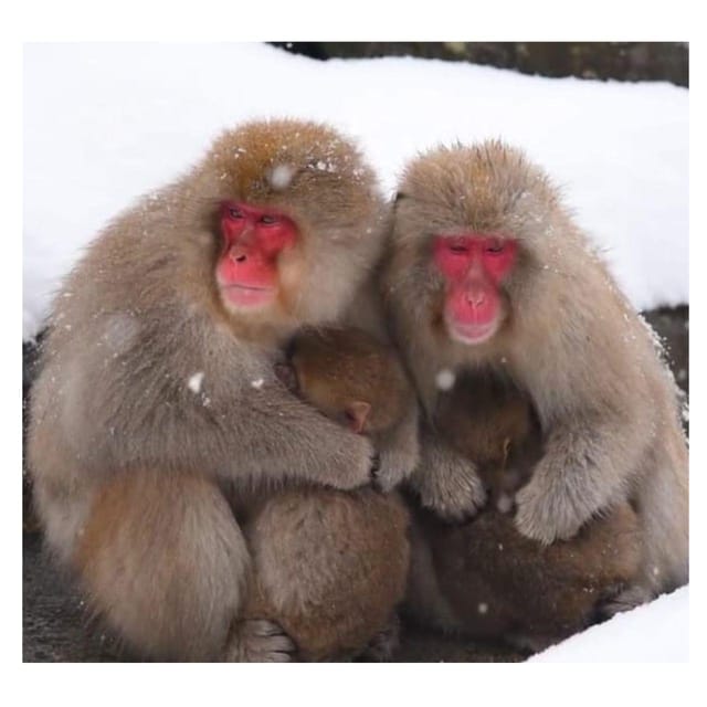 From Tokyo/Nagano: Luxury Snow Monkey Private Full-Day Tour - Who should book this private day trip?