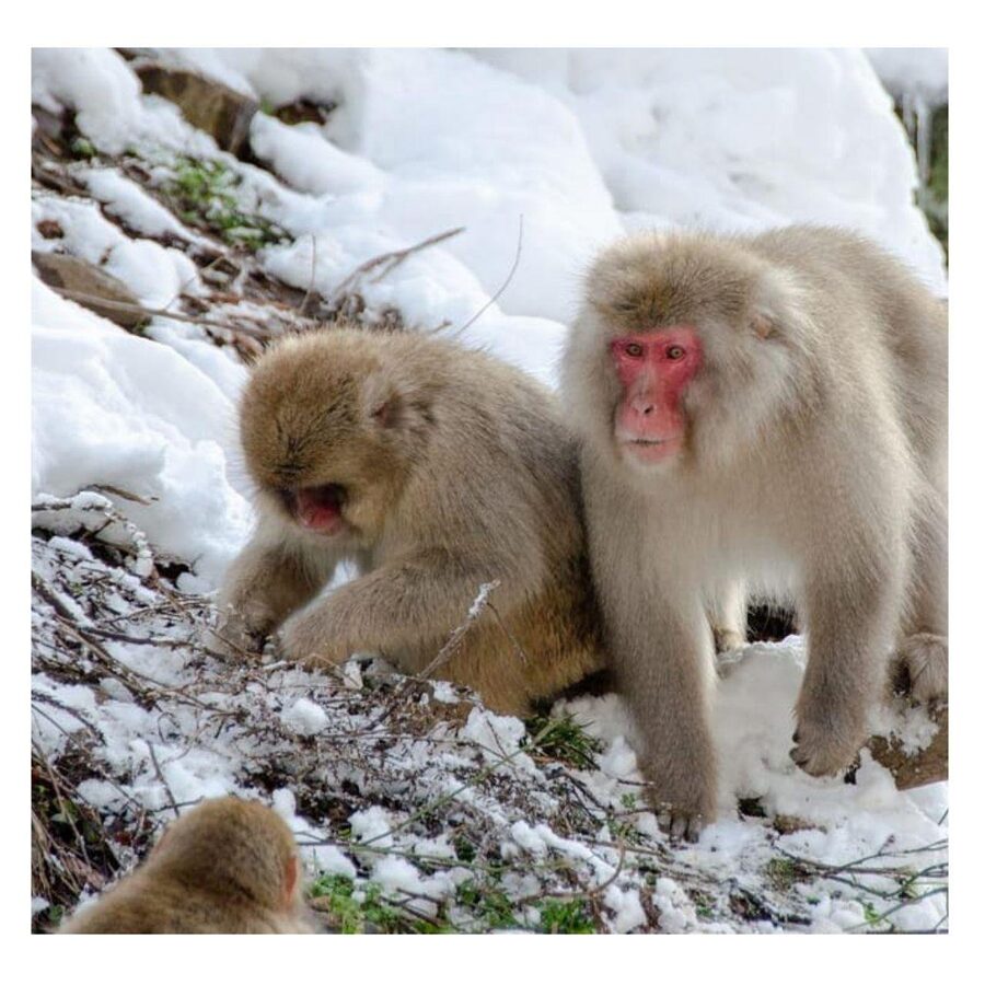From Tokyo/Nagano: Luxury Snow Monkey Private Full-Day Tour - Shibu Onsen: old lanes and bathing culture