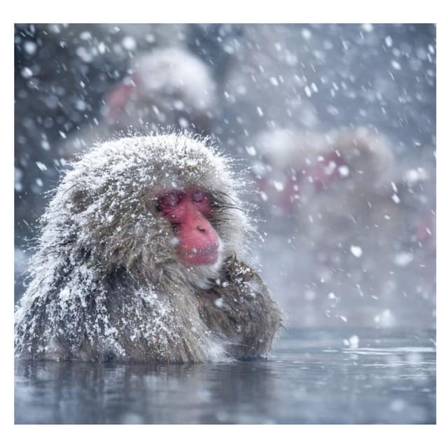 From Tokyo/Nagano: Luxury Snow Monkey Private Full-Day Tour - Yudanaka Onsen and the flexible route