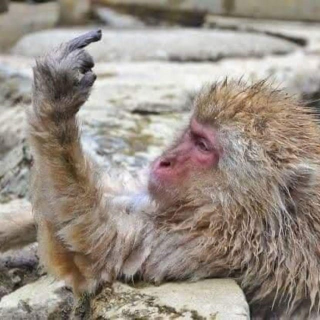 From Tokyo/Nagano: Luxury Snow Monkey Private Full-Day Tour - Jigokudani Snow Monkey Park: the main event