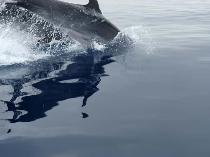 Fuengirola : 2 hours LUXURY Yacht Dolphin Trip DRINKS SNACKS - Leaving from WOW Nautic in Fuengirola