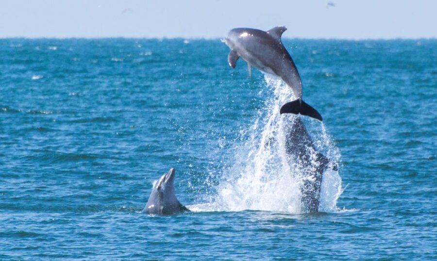 Fuengirola : 2 hours LUXURY Yacht Dolphin Trip DRINKS SNACKS - Swimming stairs and what to bring